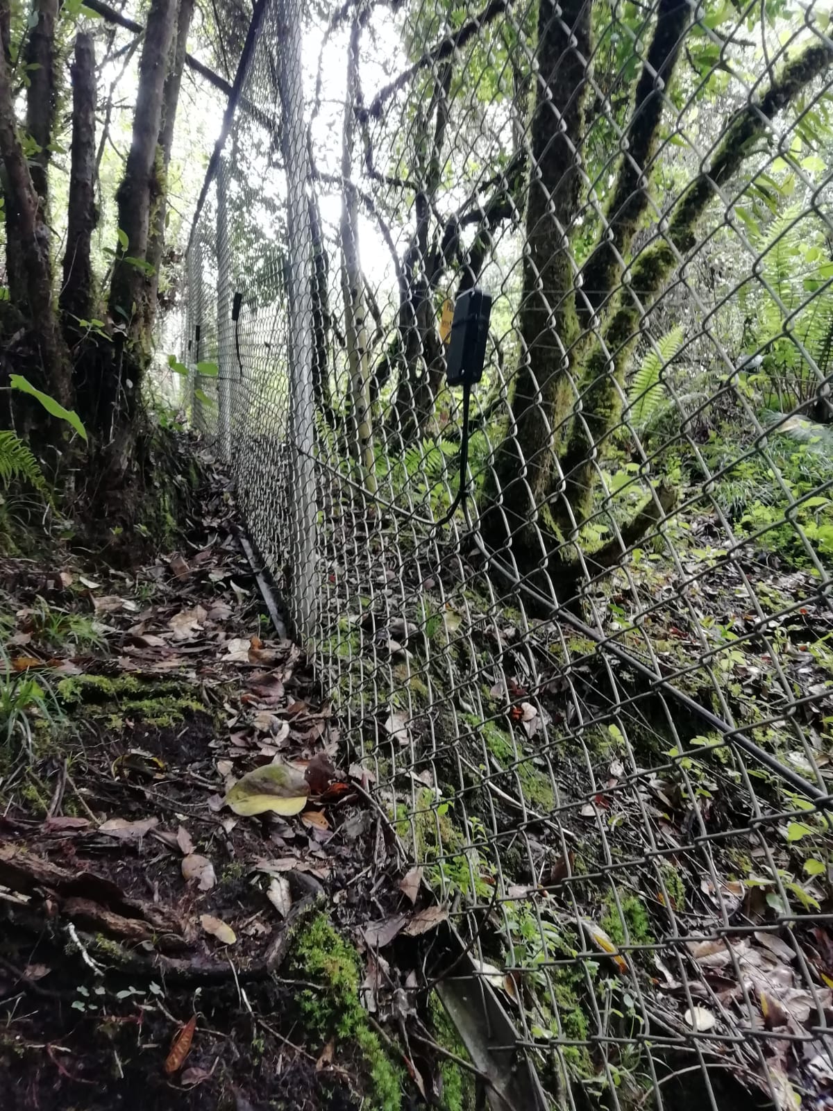 Protección Perimetral Boscosa